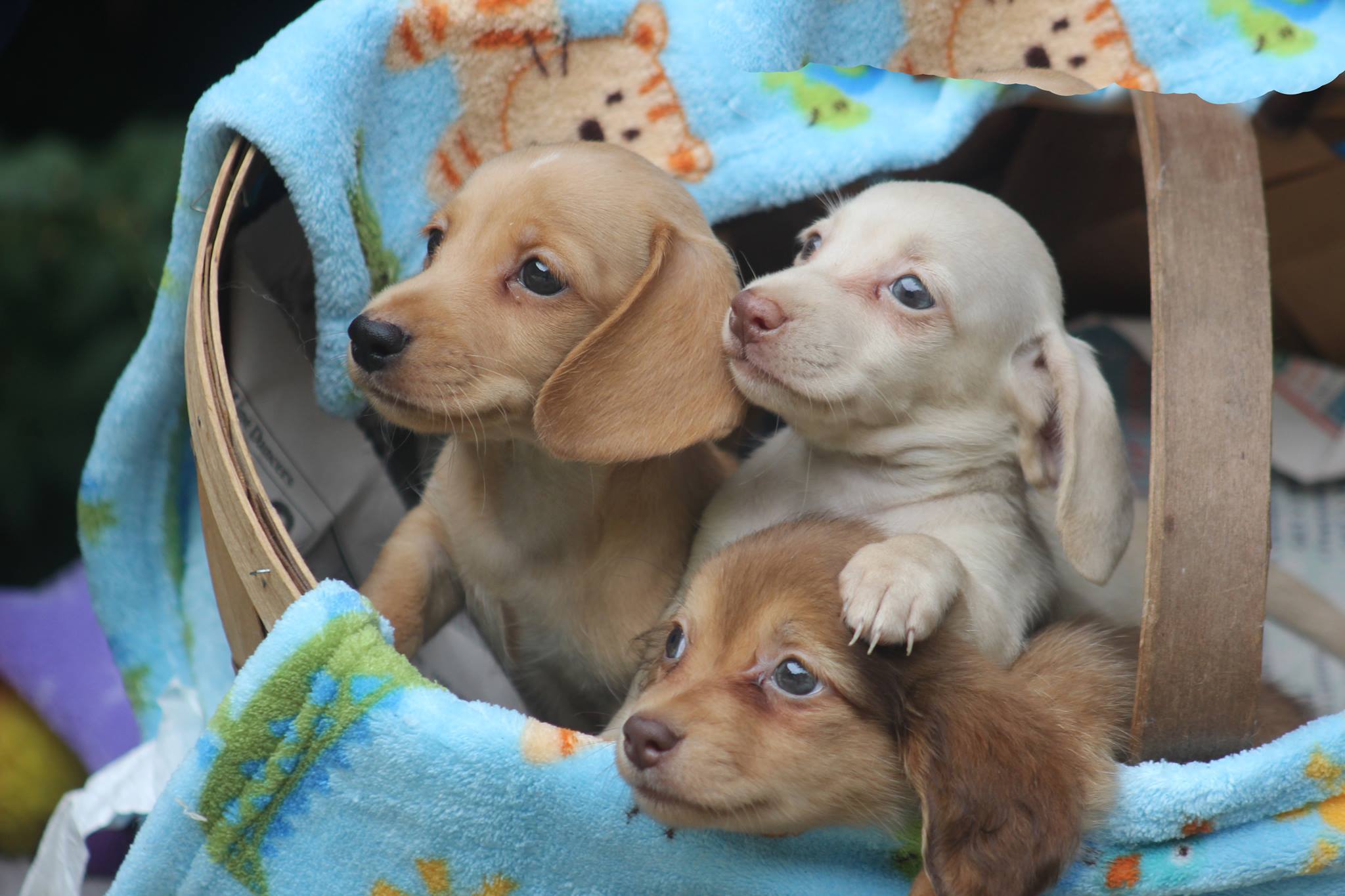 Akc Miniature Dachshund Puppies For Sale Louie S Miniature Dachshunds