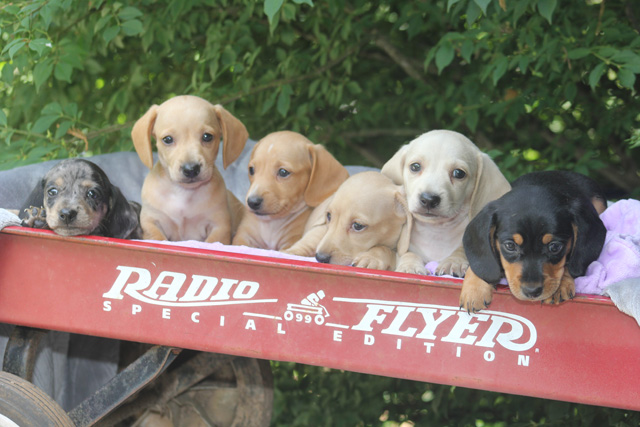 dachshund puppies for sale under $300