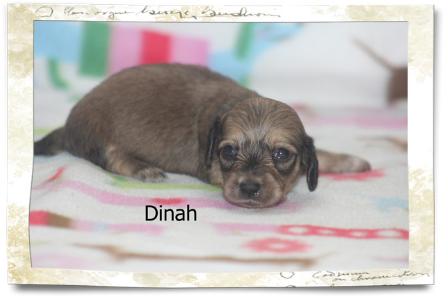 Priscilla & Paul - English Cream Dachshund Puppies for ...