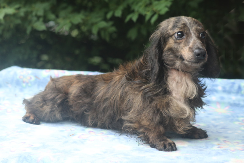 Cream brindle outlet long haired dachshund