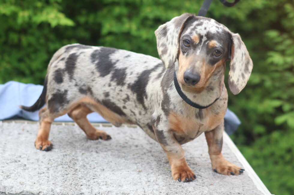 Upcoming Litters - Louie's Miniature Dachshunds